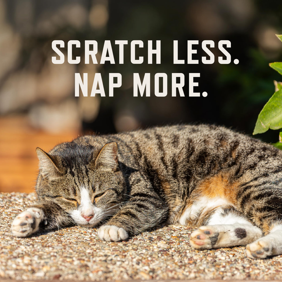 Cat Allergy Relief Chews with Probiotics & Fish Oil D558